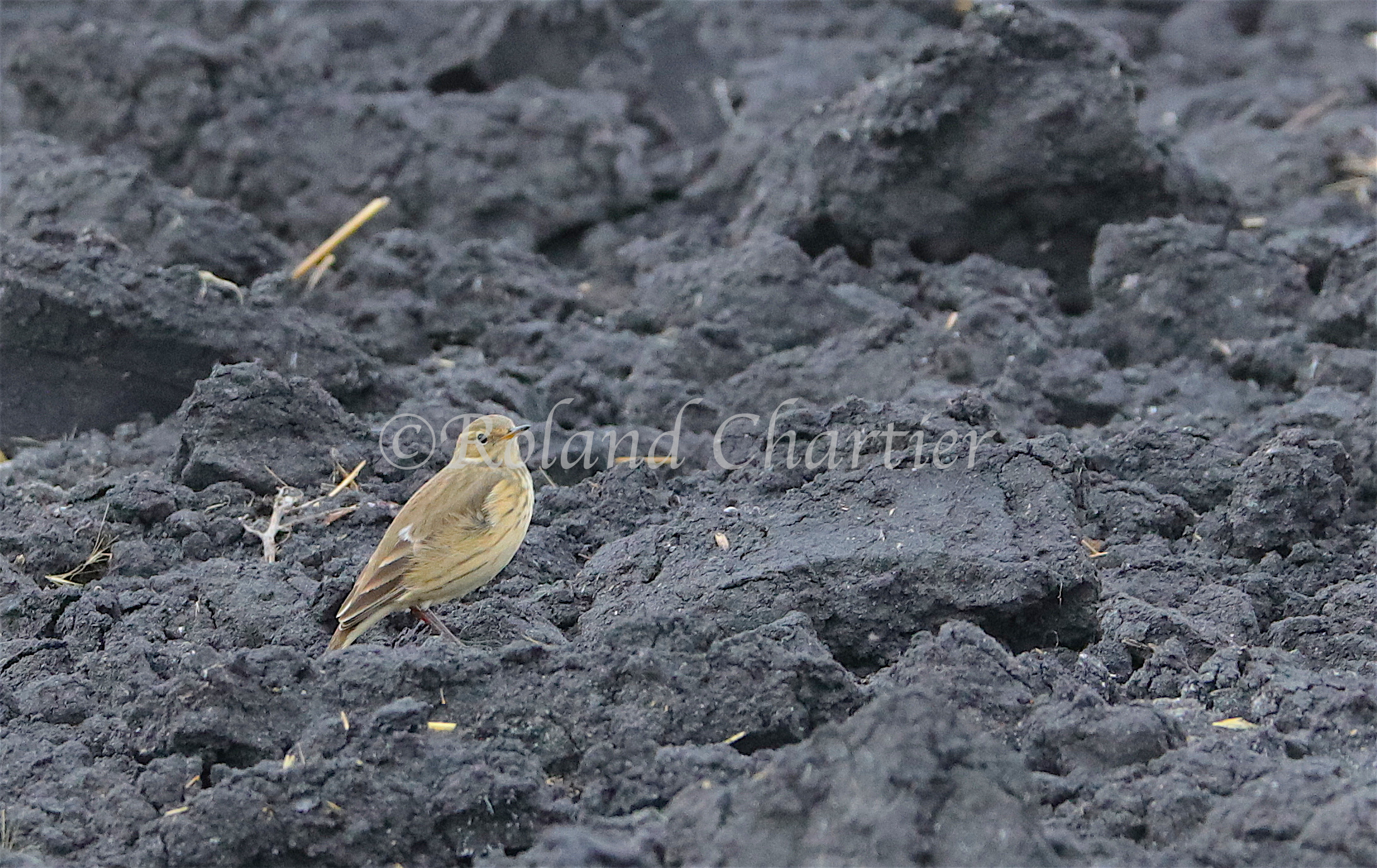 American Pipit standing in a mudfield